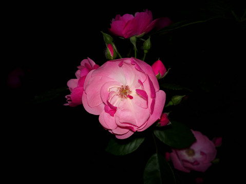 月季花