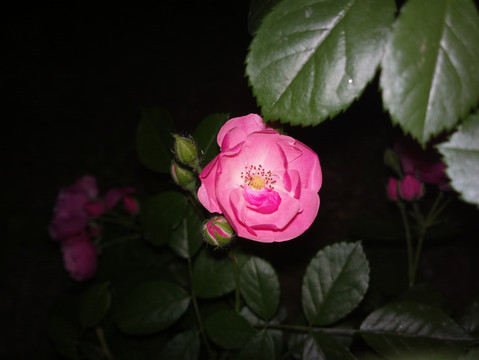 月季花