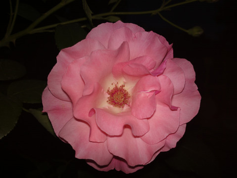 月季花