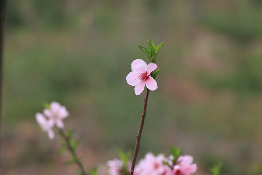 紫叶李花