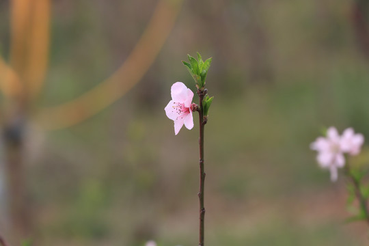 紫叶李花