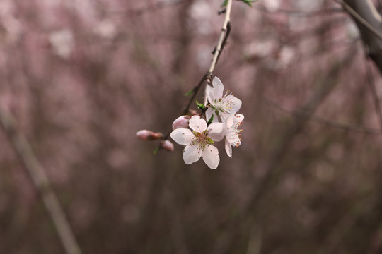 紫叶李花