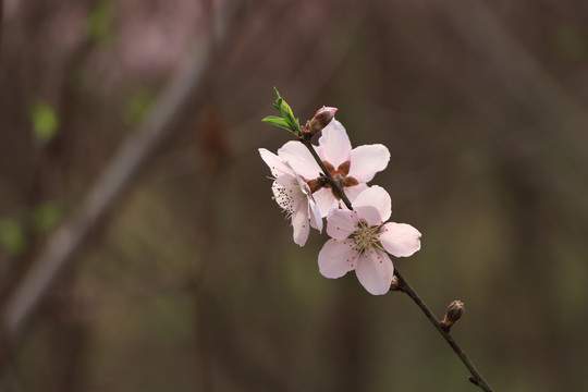 紫叶李花