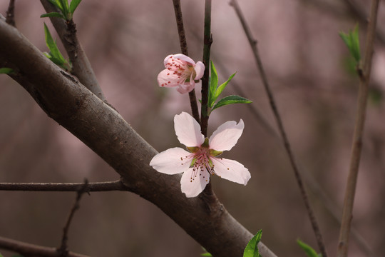 紫叶李花