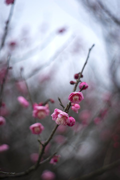 粉色梅花