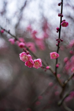 粉色梅花