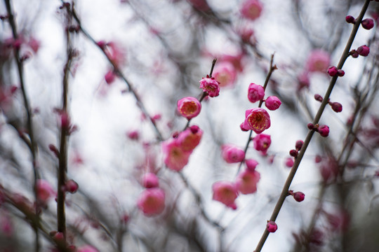 粉色梅花