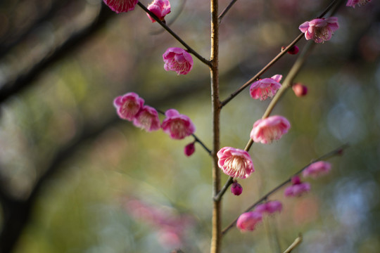 粉色梅花