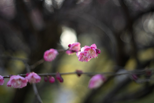 粉色梅花