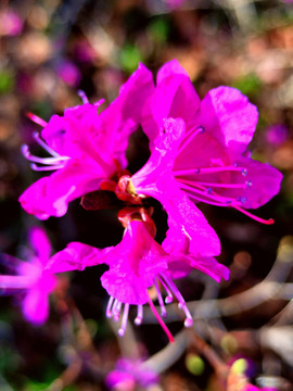 兴安杜鹃花