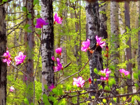 兴安杜鹃花