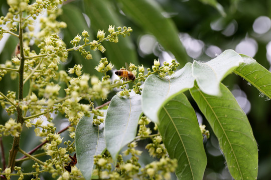 蜜蜂