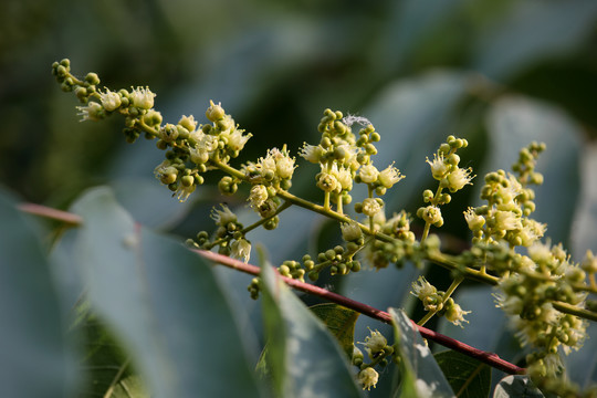 无患子花