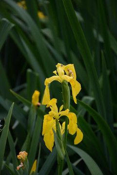 黄菖蒲花