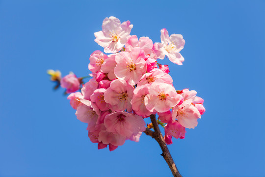山樱朵朵迎春来