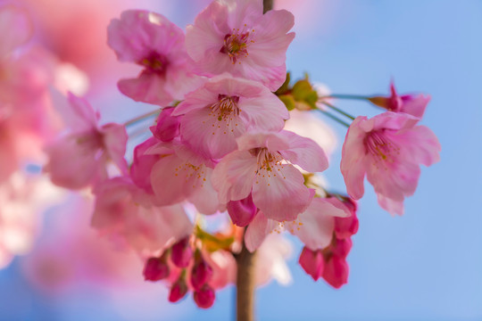 山樱朵朵迎春来