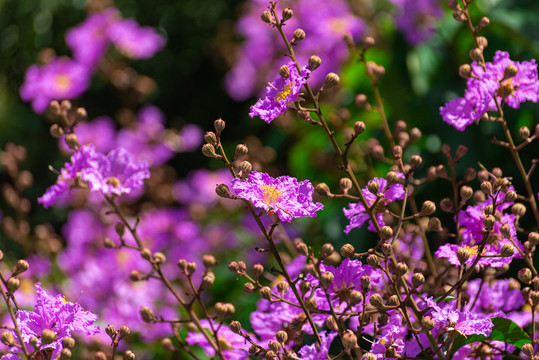 大叶紫薇花朵