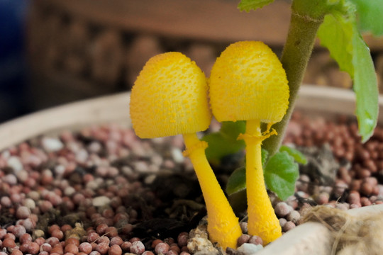黄色蘑菇纯黄白鬼伞