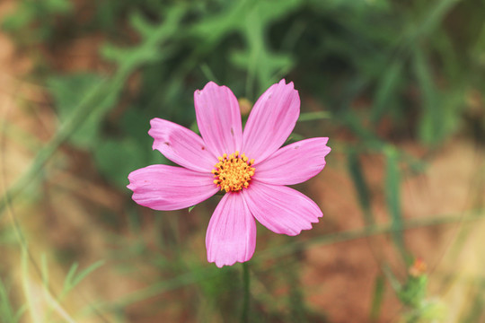 大波斯菊