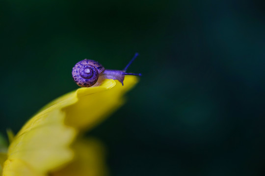 花瓣上的蜗牛