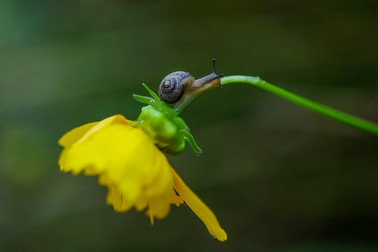 花上蜗牛