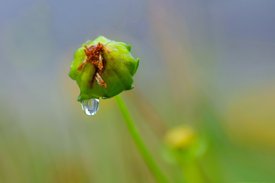 金鸡菊花苞