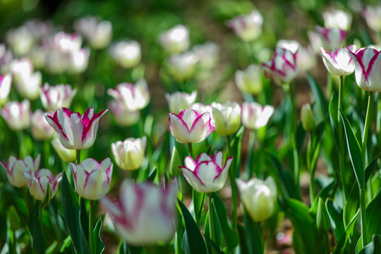 郁金香花海