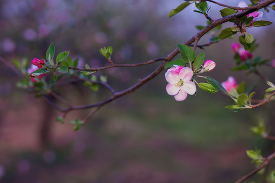 苹果花枝