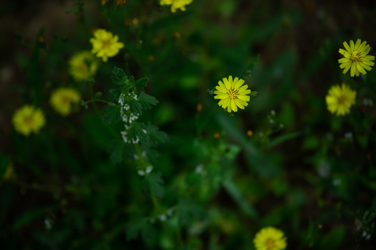 草地上的小花