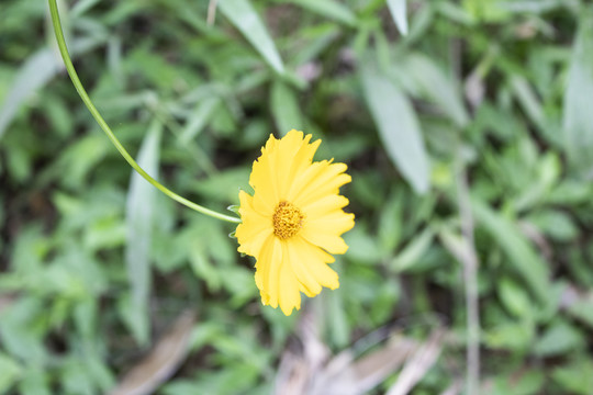 野菊花