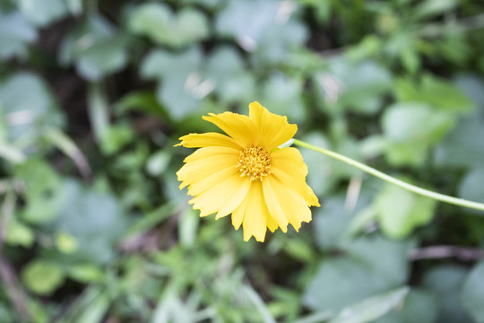 野菊花