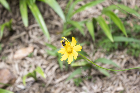 野菊花