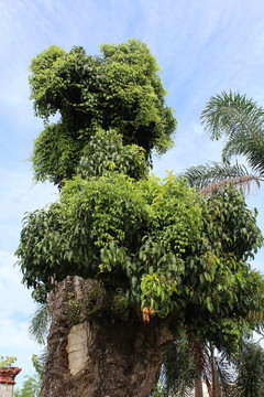 马来西亚的垂叶榕