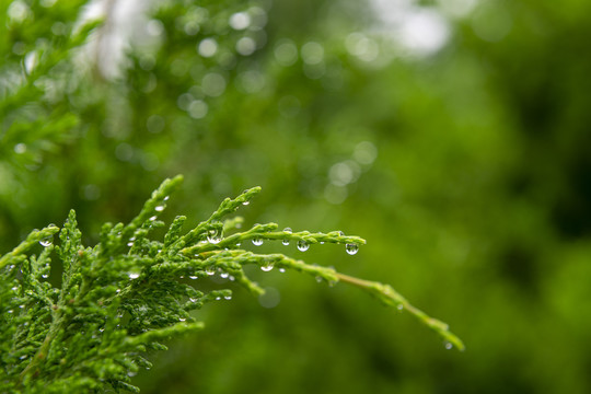 雨露滋润