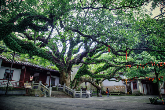 普陀山寺庙大樟树