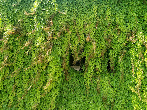 青砖墙爬山虎绿植墙