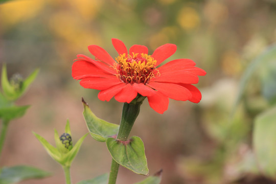 百日菊