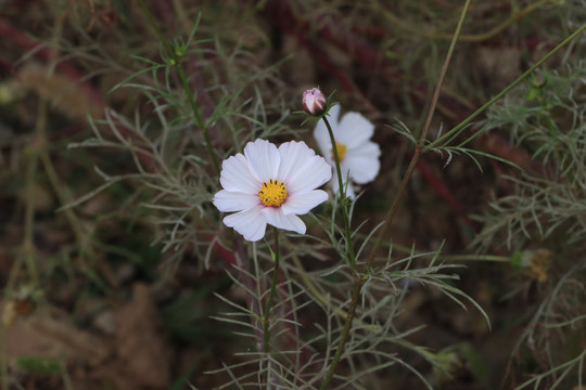 秋英花