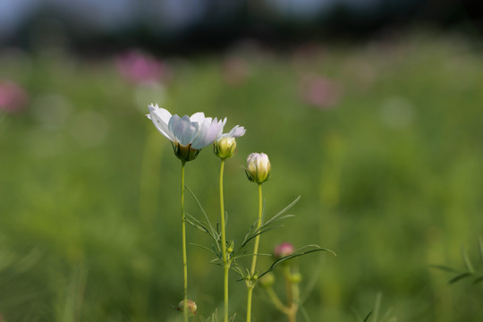 秋英花