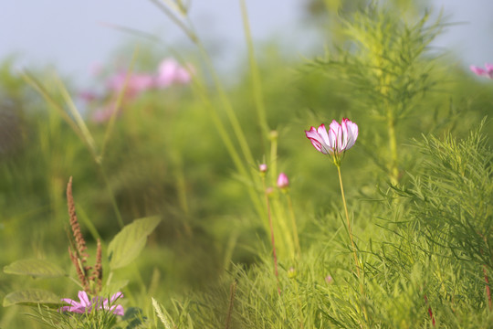 秋英花