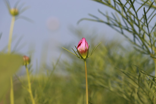 秋英花