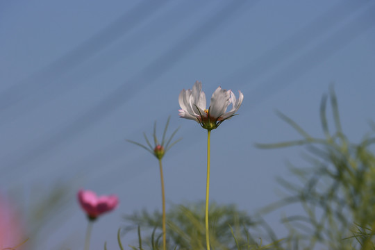 秋英花