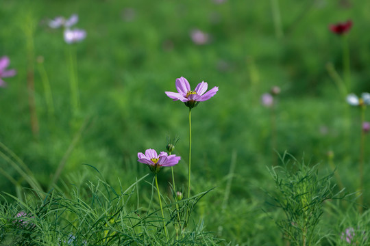 秋英花