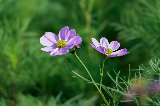 秋英花