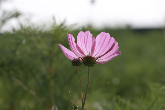 秋英花