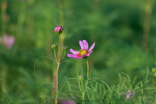 秋英花