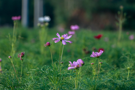 秋英花