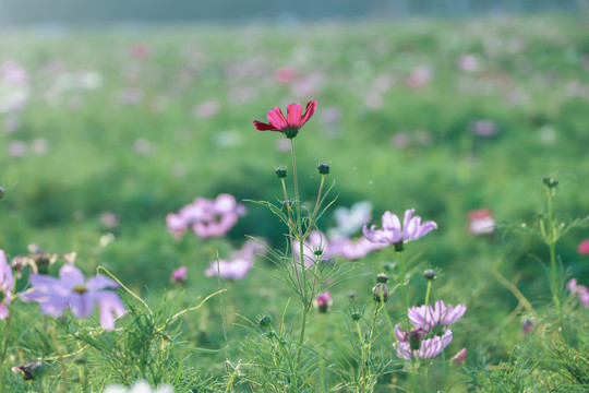 秋英花