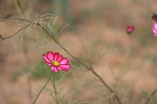 秋英花