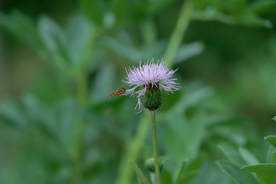 刺儿菜